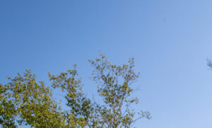 Broad Cove Reserve, Photo Credits: Serena Folding