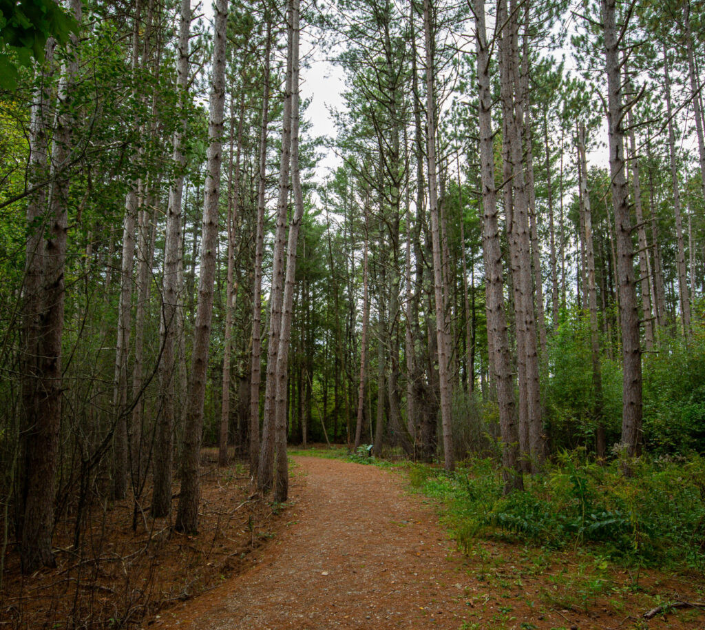 Cumberland Town Forest, Photo Credits: Serena Folding