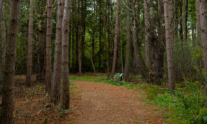 Cumberland Town Forest, Photo Credits: Serena Folding