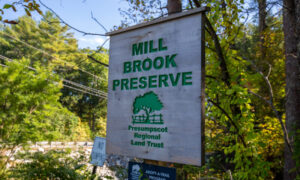 Mill Brook Preserve, Photo Credits: Serena Folding