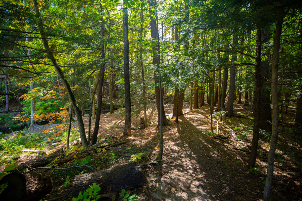 Mill Brook Preserve, Photo Credits: Serena Folding