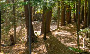 Mill Brook Preserve, Photo Credits: Serena Folding