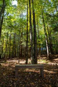 Mill Brook Preserve, Photo Credits: Serena Folding