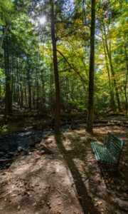 Mill Brook Preserve, Photo Credits: Serena Folding