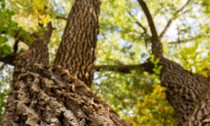 Royal River Park, Photo Credits: Serena Folding