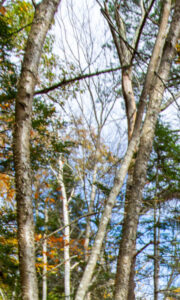 Wolfe's Neck State Park, Photo Credits: Serena Folding