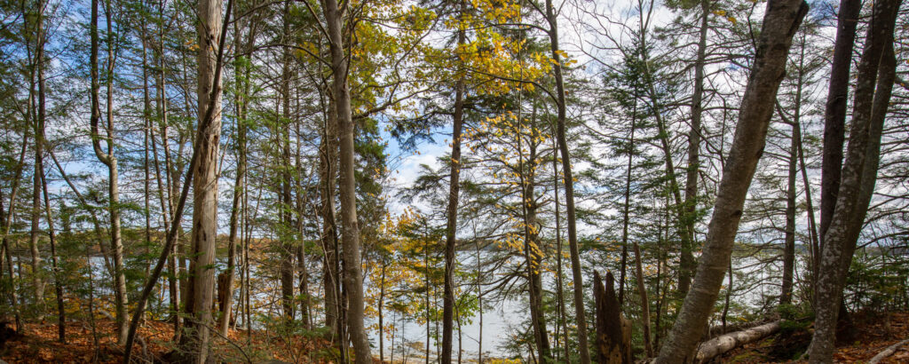 Wolfe's Neck State Park Photo Credits: Serena Folding Wolfe's Neck State Park Photo Credits: Serena Folding