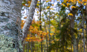Wolfe's Neck State Park Photo Credits: Serena Folding