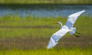 Eastern Trail, Photo Credits: Serena Folding