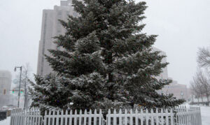 Monument Square Christmas Tree, Photo Credits: Serena Folding