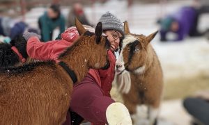 Winter Goat Yoga at Smiling Hill Farm. Photo Credit: Ashley Flowers