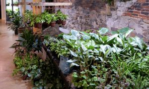 Terrarium. Photo Credit: Anna Sinnott