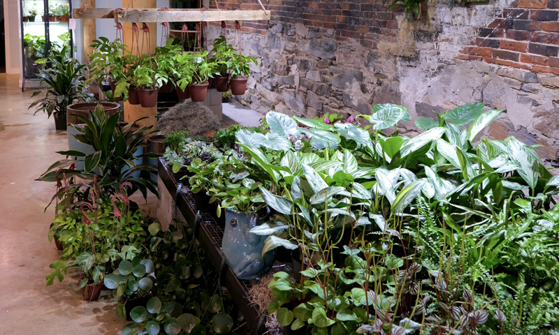 Terrarium. Photo Credit: Anna Sinnott