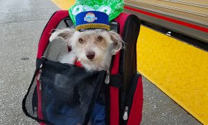 Dog Boarding Amtrak Downeaster. Photo Courtesy of NNEPRA