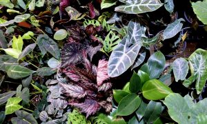 Terrarium Plants. Photo Credit: Anna Sinnott