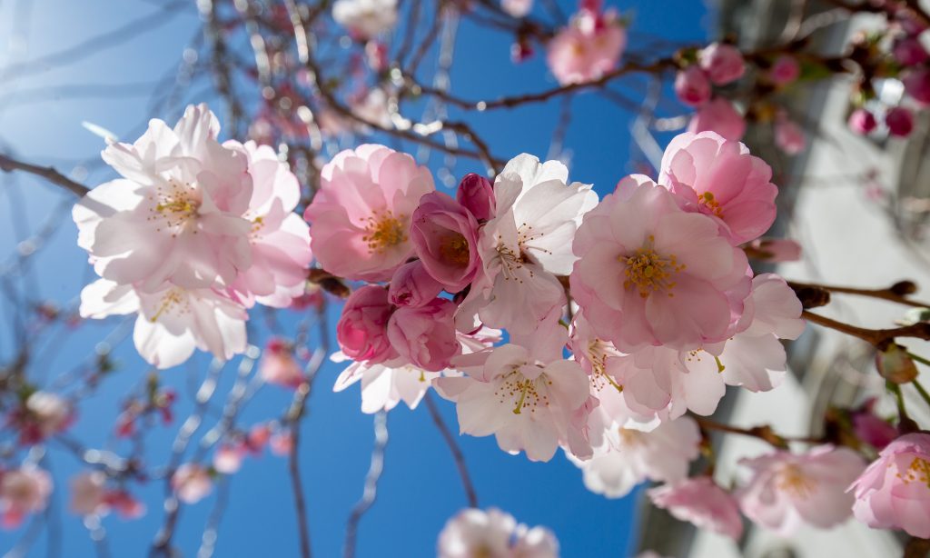 City Hall Cherry Blossoms, Photo Credits: Serena Folding
