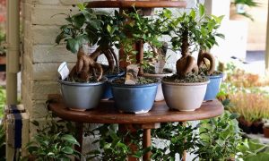 Bonsai Display. Photo Credit: Anna Sinnott