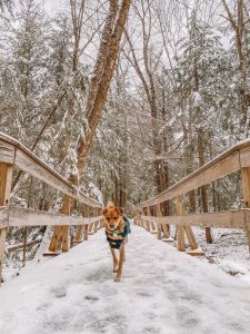 Snowy Rines Forest, Photo Credits: Cassie Demick