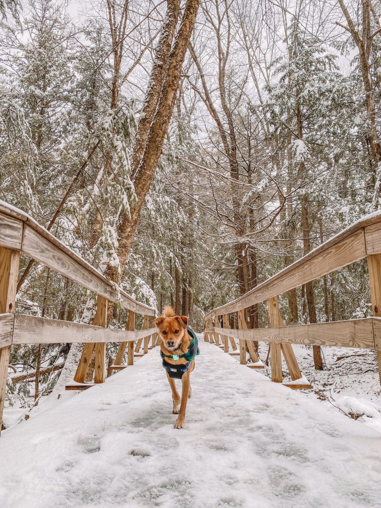 Snowy Rines Forest, Photo Credits: Cassie Demick