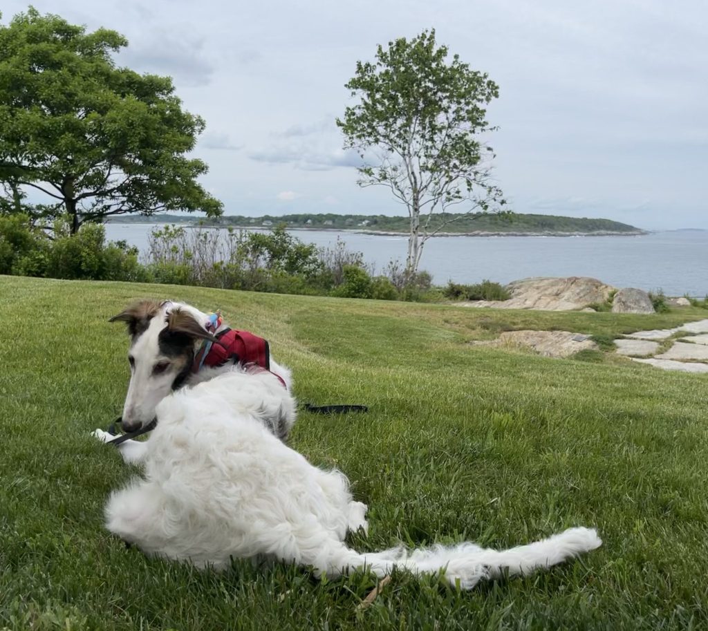 Dog in Fort Williams Park, Photo Credits: Debra Ann Gorneault