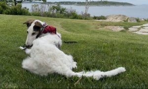 Dog in Fort Williams Park, Photo Credits: Debra Ann Gorneault