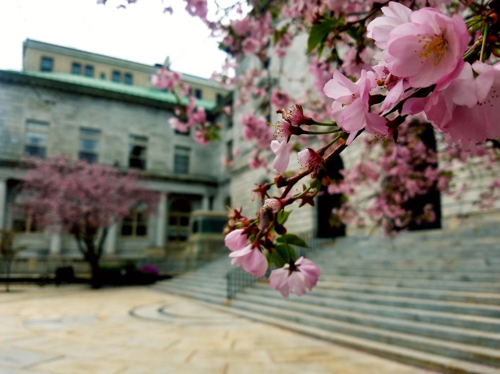 Spring at City Hall, Photo Credits: Emily Marquis