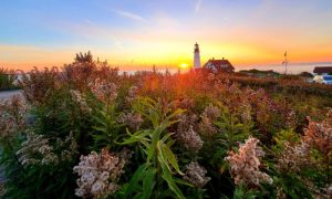 Portland Head Light Flowers, Photo Credits: Heath J. Allen Sturgis