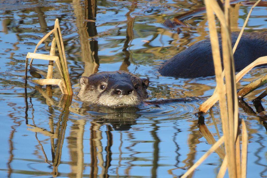 River Otter, Photo Credits: Karen Pride