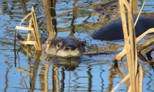 River Otter, Photo Credits: Karen Pride
