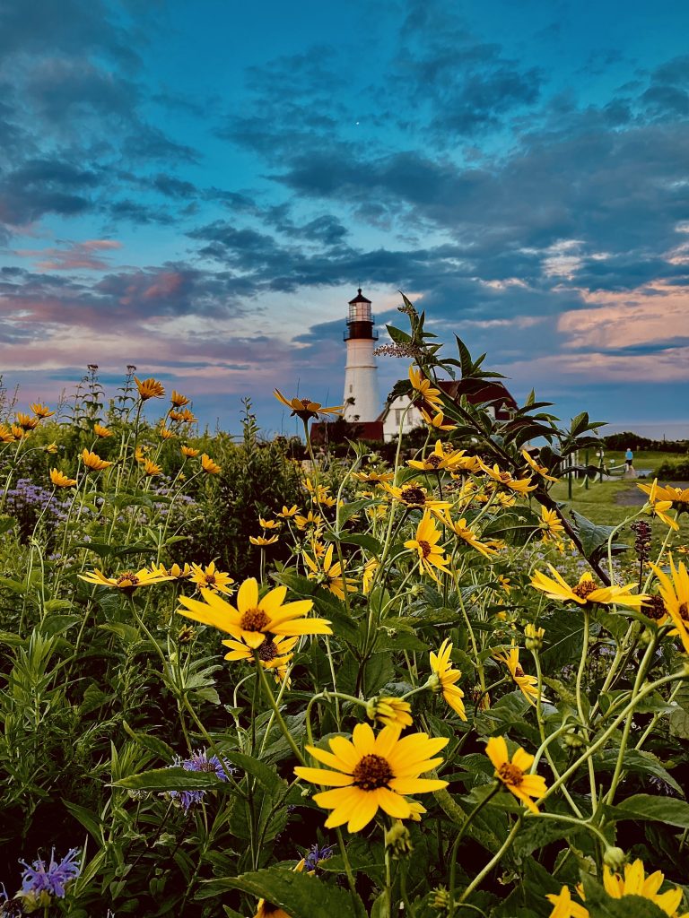 Portland Head Light Flowers, Photo Credits: Mary Osborne