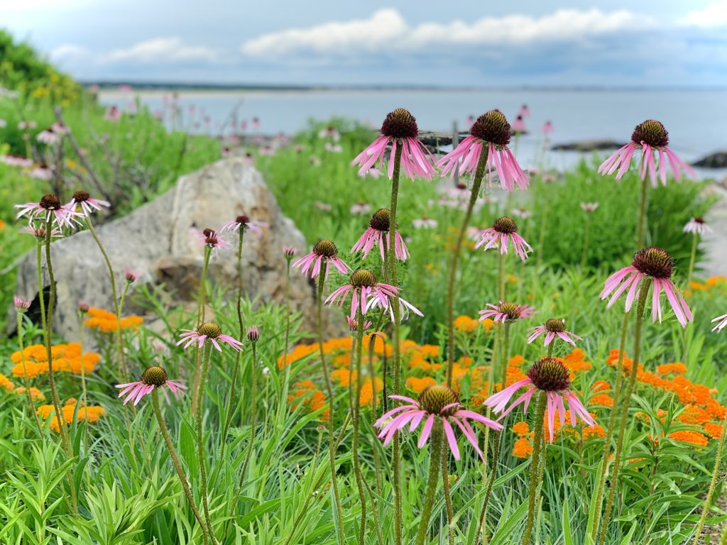 Flowers at Portland Head Light, Photo Credits: Megan Robbins Photography