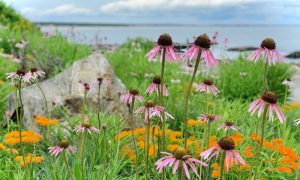 Flowers at Portland Head Light, Photo Credits: Megan Robbins Photography