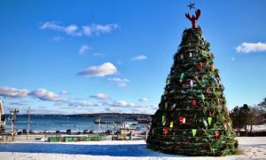 Lobster Tree, Photo Credits: Steven Bridges