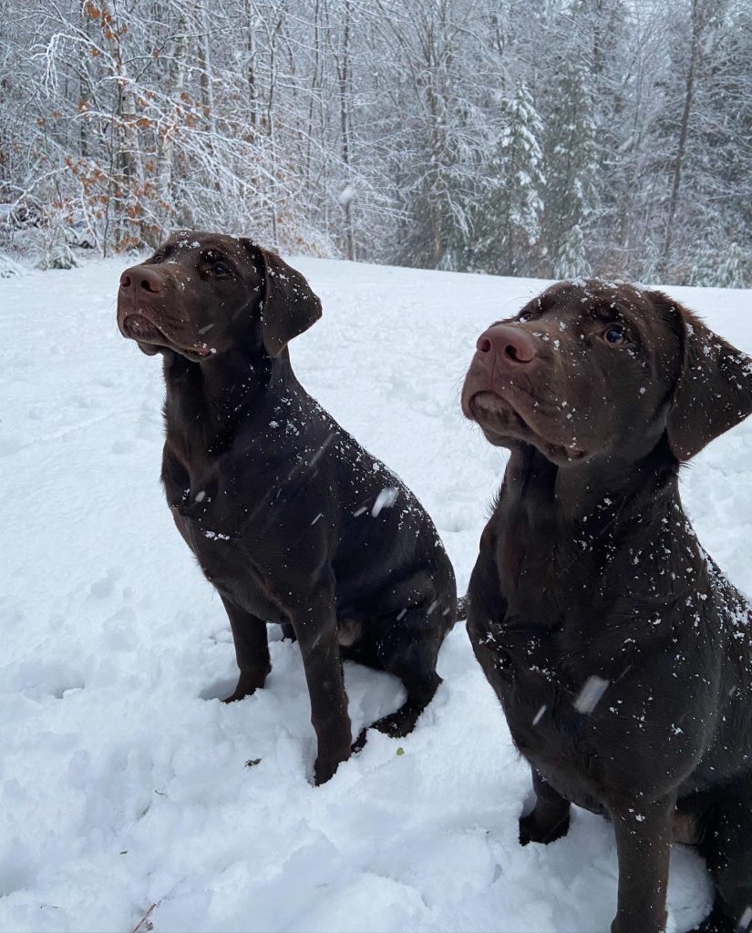 Chocolate Labs in Snow, Photo Credits: Morgan Washburn