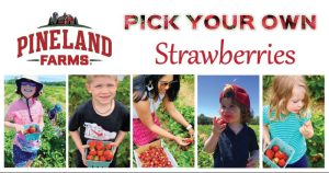 Pick Your Own Strawberries, Photo Credits: Pineland Farms