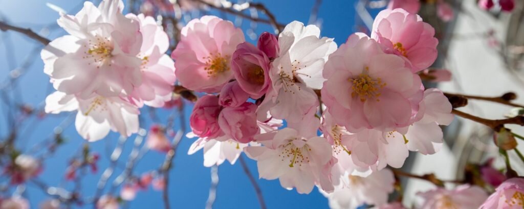 City Hall Cherry Blossoms, Photo Credits: Serena Folding