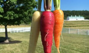 Fall Harvest Lunch - Photo Credit: Pineland Farms