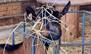 Farmyard Helper, Photo Credits: Pineland Farm