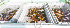 Lobster Tank. Photo Courtesy of Island Lobster Co
