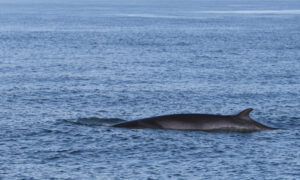 Whale. Photo Credit: James Joiner
