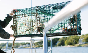 Trap. Photo Credit: Megan Clouse