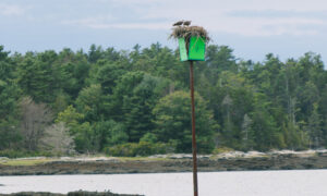 Bird's Nest. Photo Credit: Megan Clouse