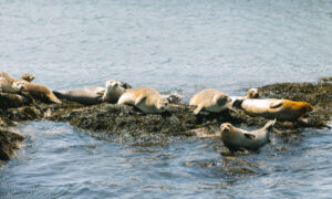 Seals. Photo Credit: Megan Clouse