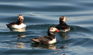 Puffins. Photo Provided by Cap'n Fish's Cruises