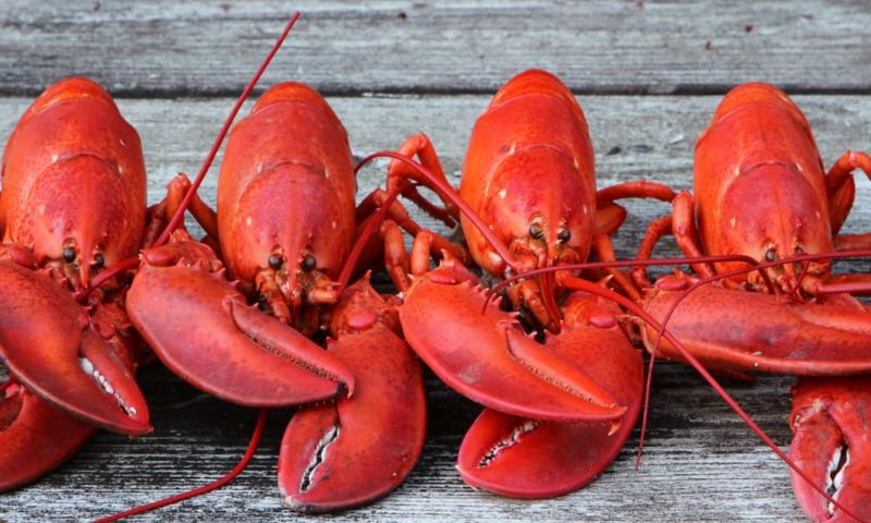 Live Maine Lobsters. Photo Credit: Get Maine Lobster