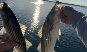 Striper. Photo Credit: Fore River Sportfishing