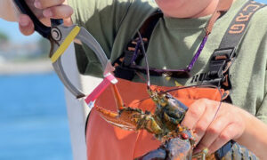 Lauren Banding Lobster. Photo Provided by Rugosa Lobster Tours