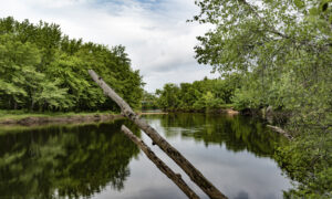 Branch over water, Photo credit to Capshore Photography