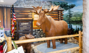 Chocolate Moose, Photo credit to Capshore Photography