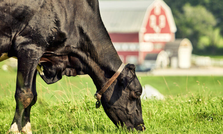 Cow closeup, Photo credit: Lone Spruce Creative, courtesy of Maine Office of Tourism